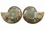 Cut & Polished, Agatized Ammonite Fossil - Madagascar #349001-1